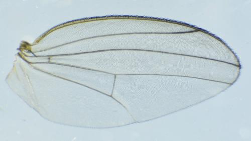 Drosophila subobscura